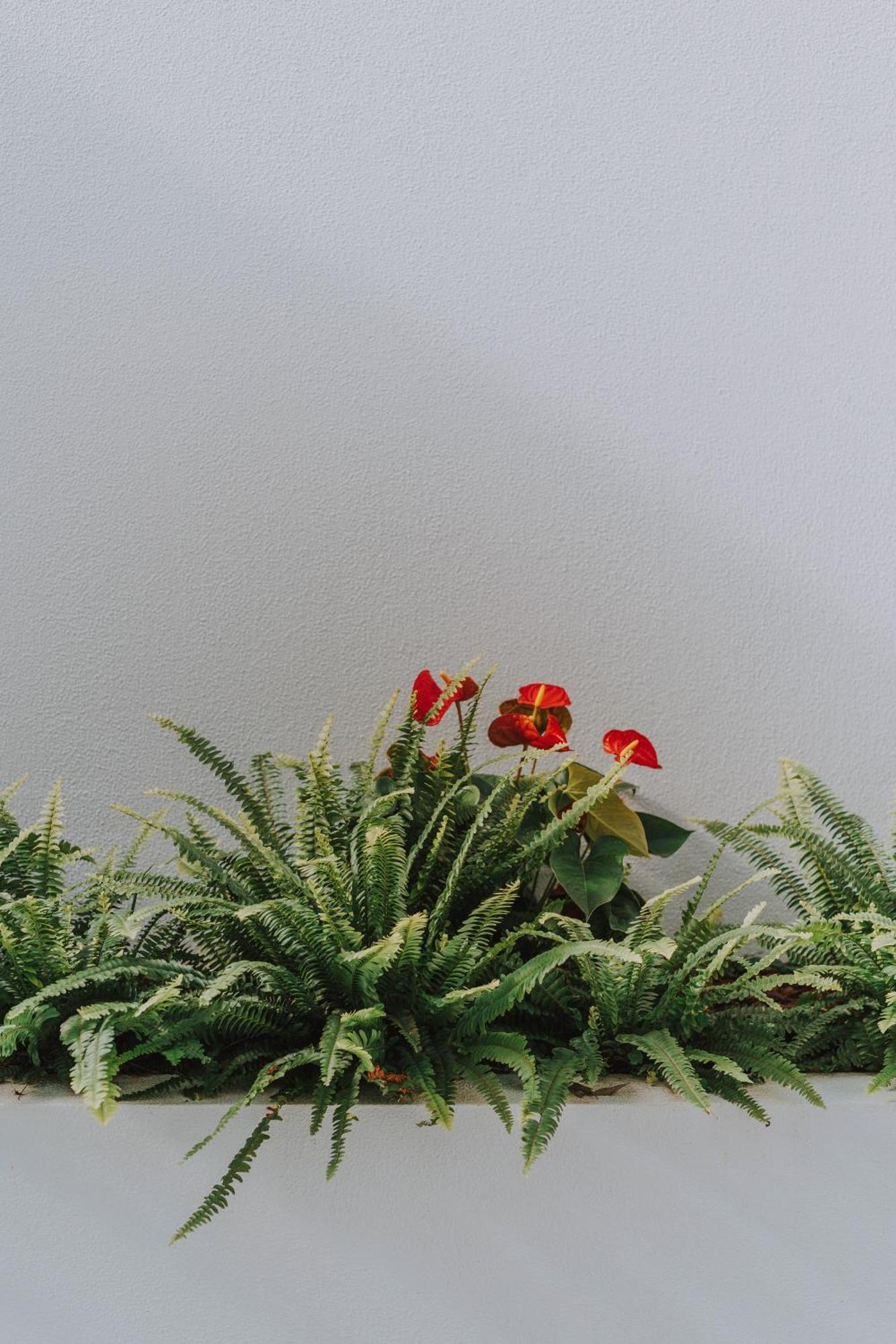 Apartmán Flh Casa Branca Madeira Funchal  Pokoj fotografie